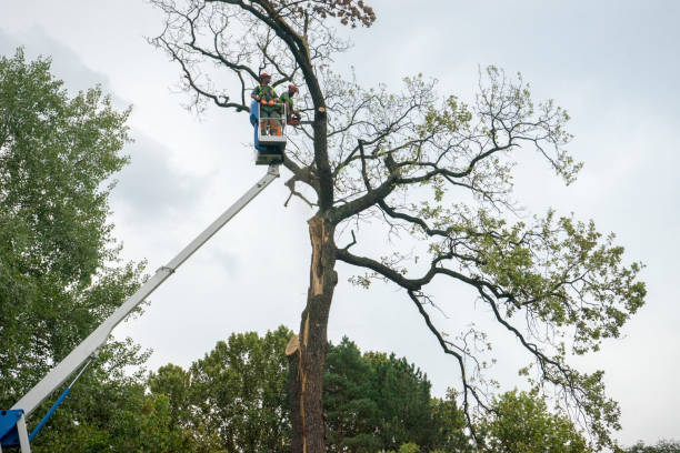 Best Palm Tree Trimming  in USA